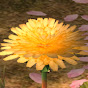 flower YouTube Profile Photo