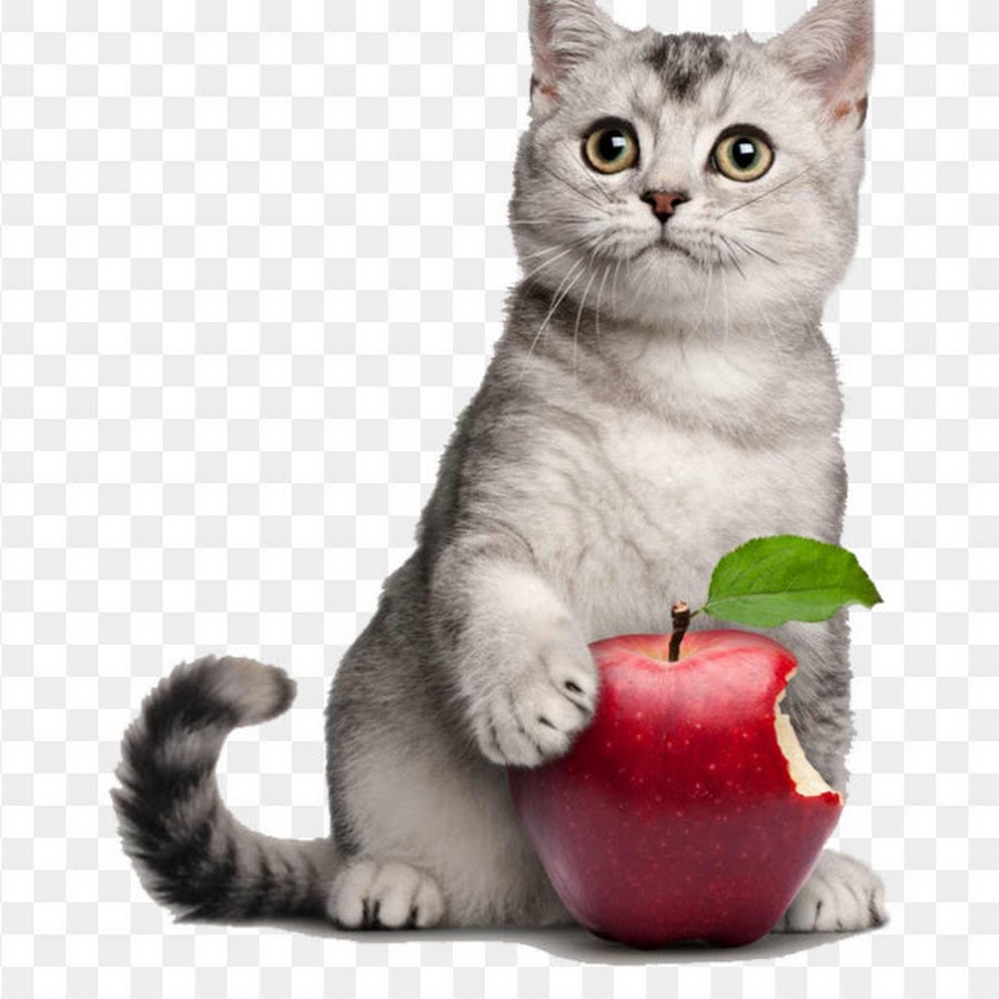 кот в яблоках. яблоки и коты. кошка с фруктами. котик в яблоках. котята и яблоки.