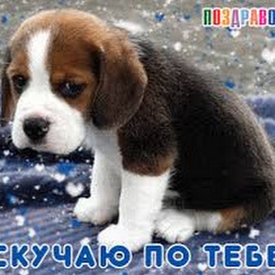 Обиженный щенок