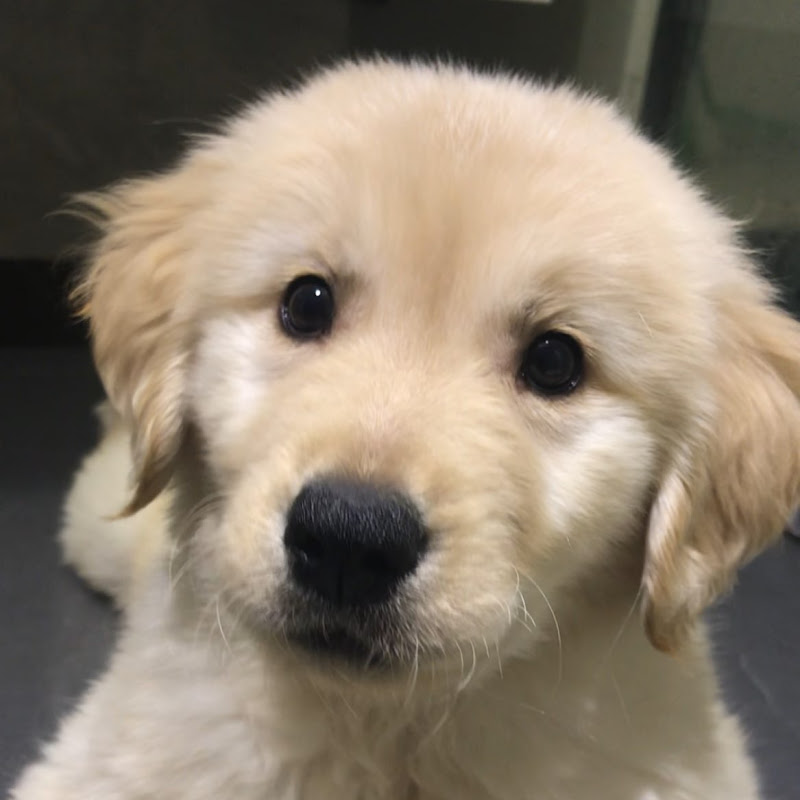 Wiz Yoshida - 網紅的藏寶箱 