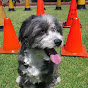 rileydog362 - @rileydog362 YouTube Profile Photo