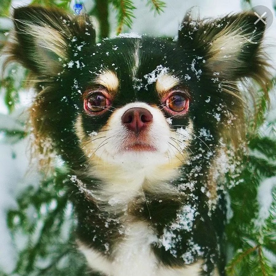 Картинки юми чу