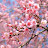 Cherry Blossom CBT