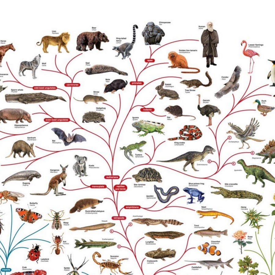 Эволюция от бактерии до человека. Ветка эволюции животные. Эволюция от клетки до человека. Древо развития от бактерий до человека.