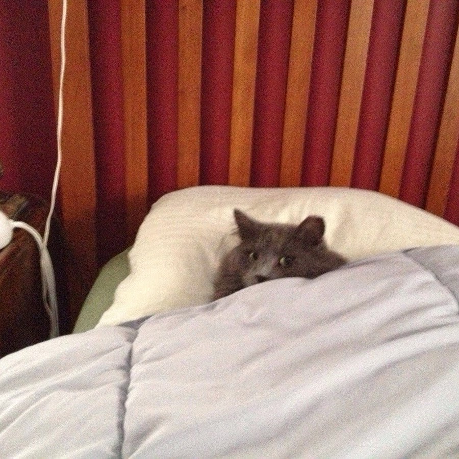 Разбудил кошку. Кошка проснулась. Кот только проснулся. Кот проснулся. Спать юмор.