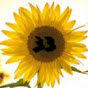 sunflower33 - @nebleschirm YouTube Profile Photo