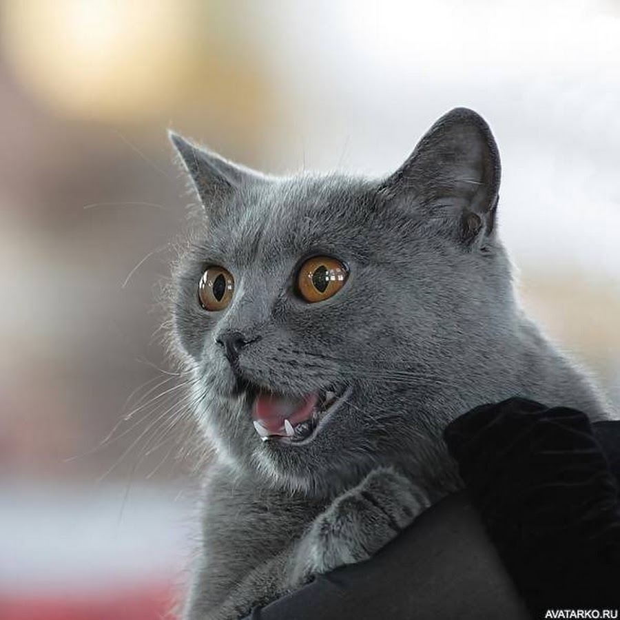 Смешной серый кот