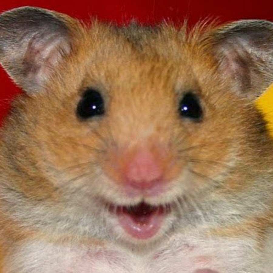 Tudo Sobre Hamster - YouTube.