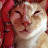 B급 고양이 B-Class Cat
