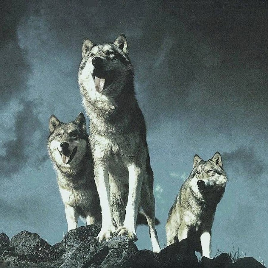 волк серый. волки стая. во главе стаи стоит вожак. во главе стаи стоит вожак. вожак волков.
