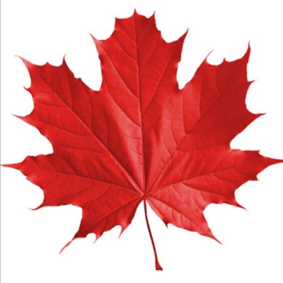 Красный листочек. Канадский клен лист. Красный кленовый листик. Кленовый лист красного цвета. Красный листочек.