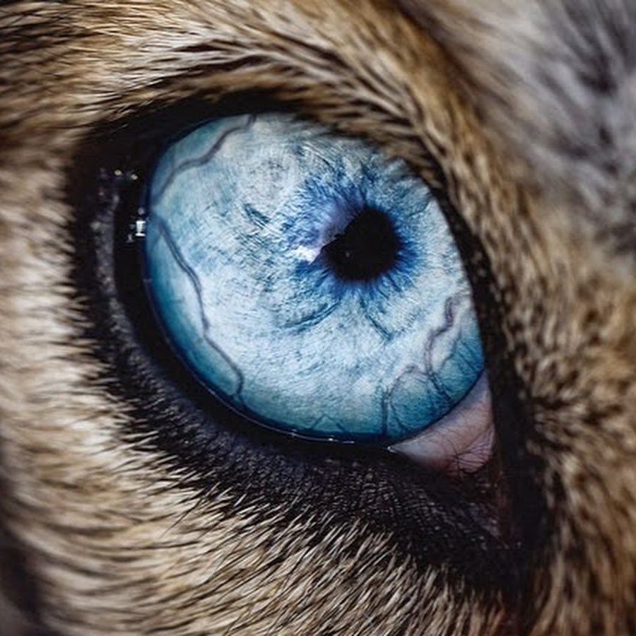Wild Eyes
