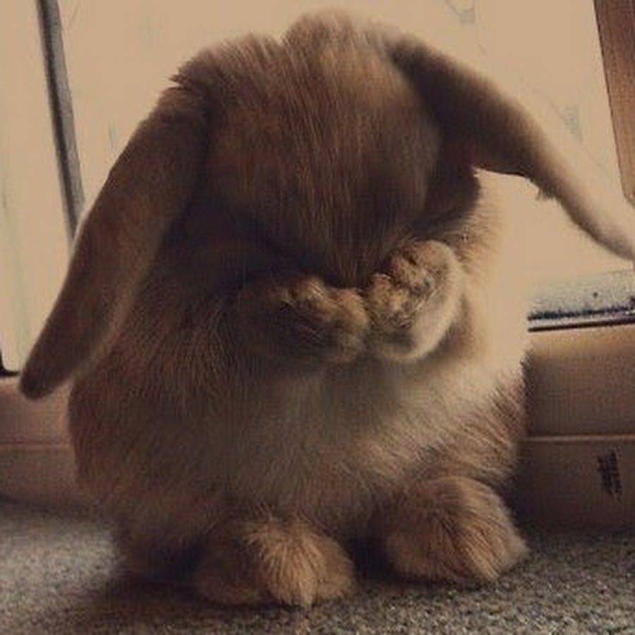 Bunny sad Bunny Kaomojis