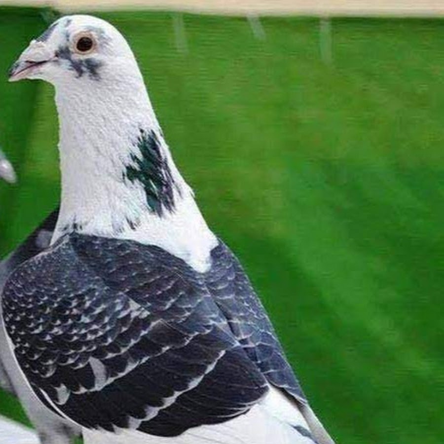 Породы спортивных голубей. Спортивные голуби расы янсон. Расы голубей. Голуби голландия мулиманс. Расы голубей.