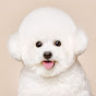 Comment éduquer un chiot Bichon Maltais ?
