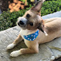 Jax the Russell Terrier YouTube Profile Photo