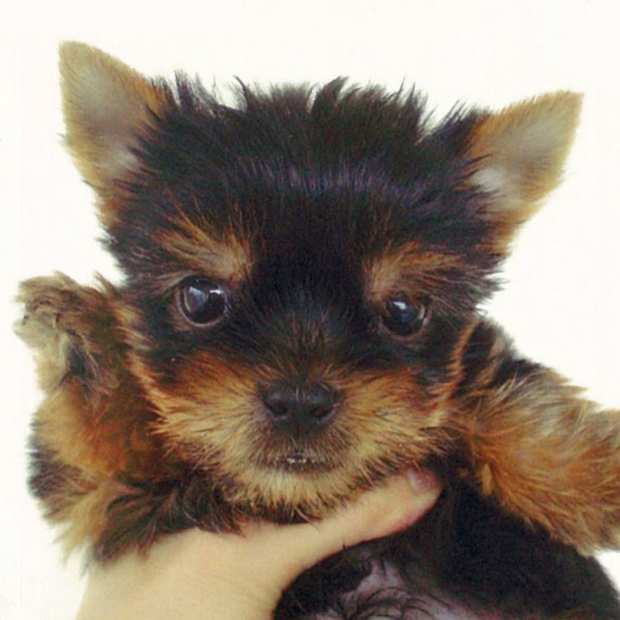 ヨークシャテリア ぶんちん便り Youtube