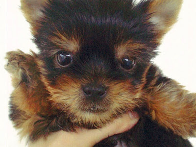 コレクション ヨークシャ��リア 画像 292067-ヨークシ��テリア 画像 可愛い