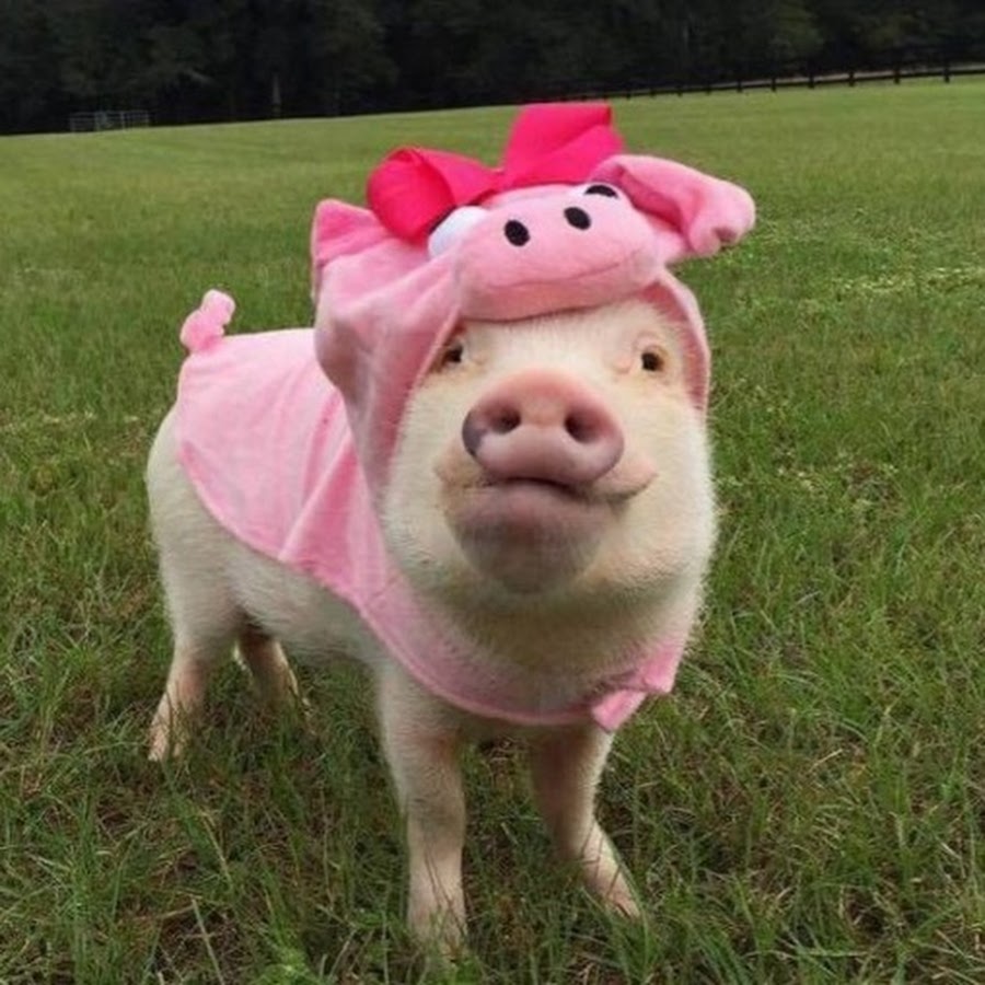 Ксюшка хрюшка. Повторюша дядя хрюша. Режим дядя хрюшка. Стихи про зверят. Повторюша дядя хрюша продолжение.