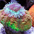 Nastynemo Avatar