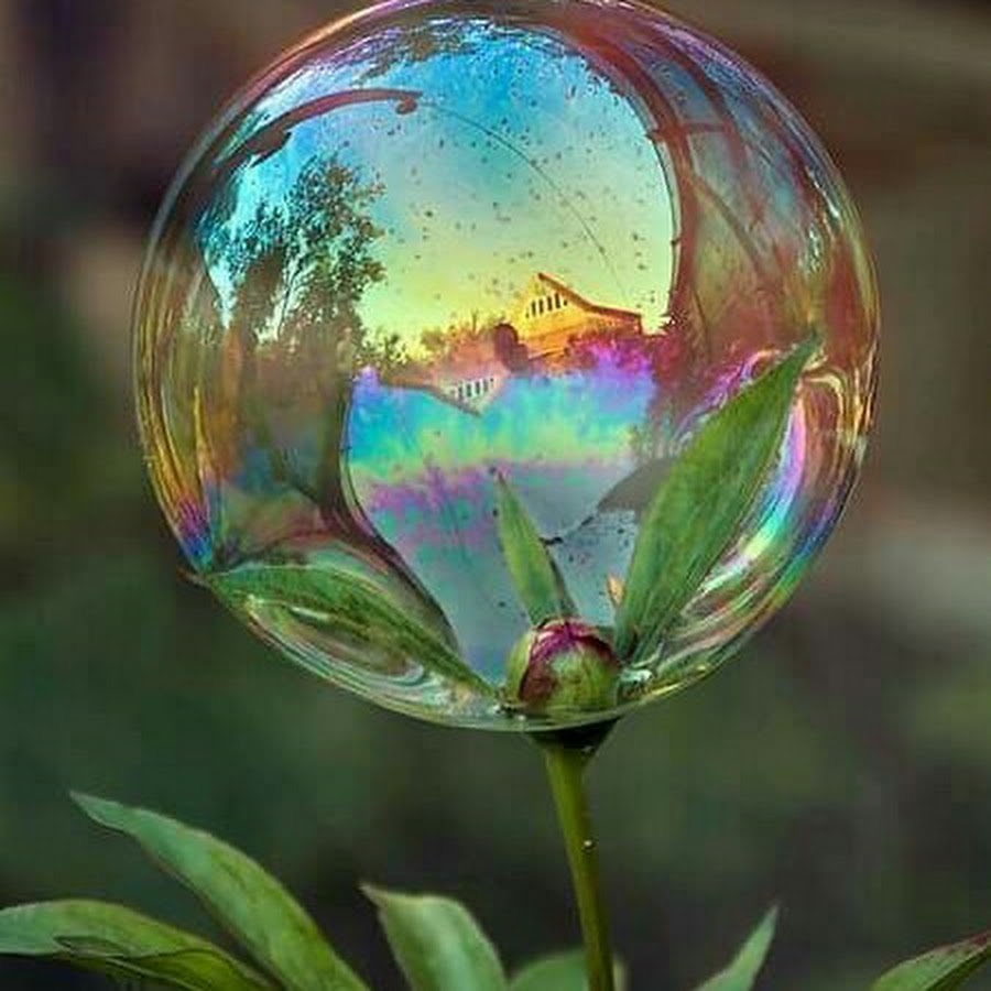 радужный дождь. цветы макросъемка. обои дождь. капли росы. капелька дождя радуга.