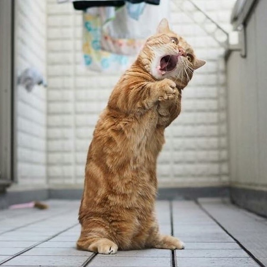 Рыжий кот кричит. Прикольный рыжий кот. Рыжий котёнок. Рыжий кот кричит. Рыжий кот кричит.