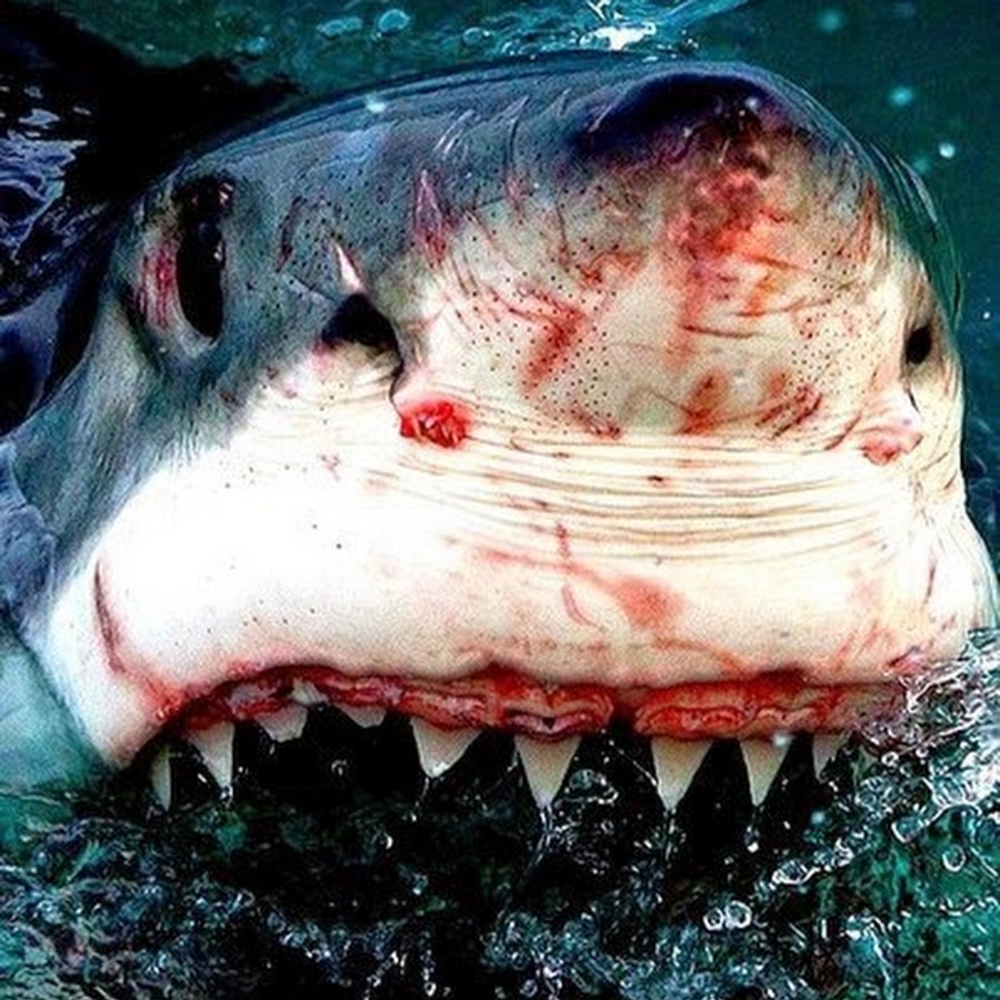 Gta 5 убить акулу фото 87