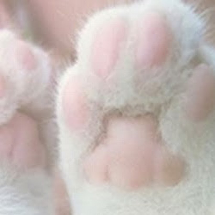 猫と遊べる尾山台の美容室 ヘアサロンcoa Youtube