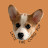 라떼코기Latte The Corgi
