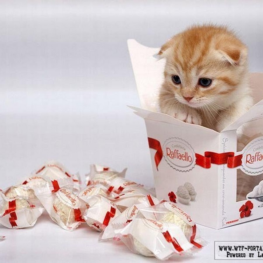 картинки пусть жизнь будет сладкой как. сладкой жизни пожелания. торт с днем рождения!. этикетка сладости для радости. желаю сладкой жизни с днем рождения.