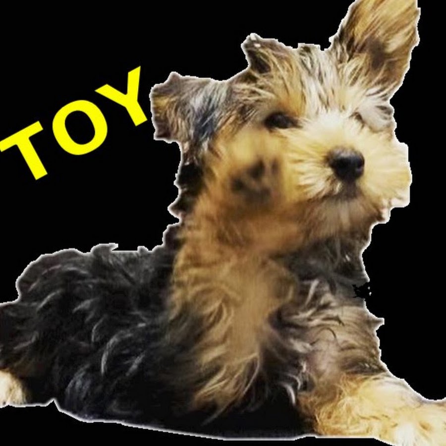 うちの犬があざとすぎる Youtube