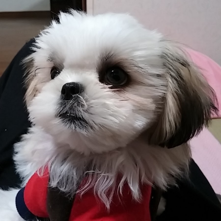 ハル 貼る チャンネル Youtube