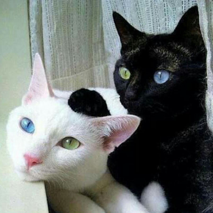 Коты Близнецы с разными глазами арт