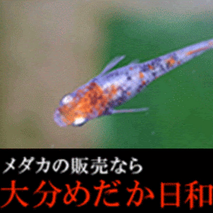 日本産改良メダカの販売店 大分めだか日和 Youtube