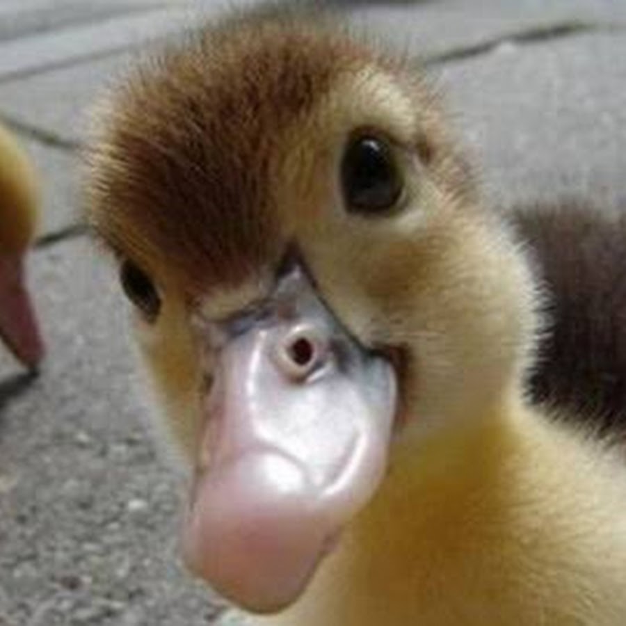 Пушистый утенок. Милые белые уточки. Утиная типизация. Duck typing. It am a duck.