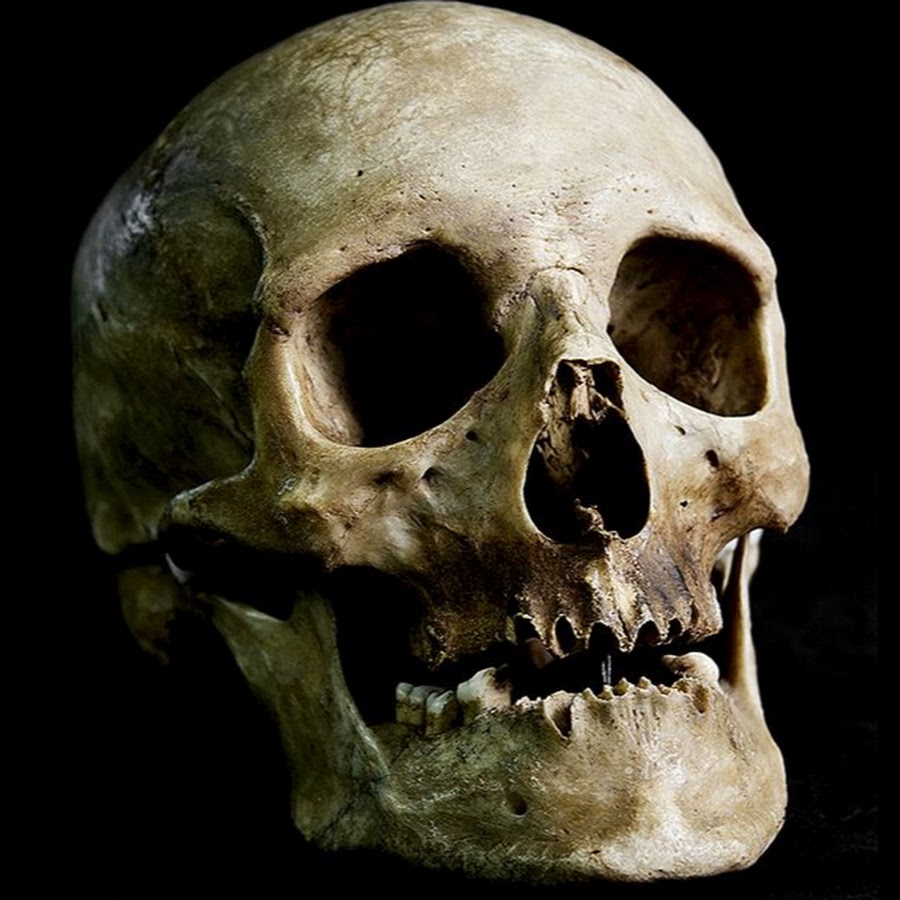 Настоящий человеческий череп. Череп 3в анатомия. Какой то череп. Череп с разных ракурсов. Какой то череп.