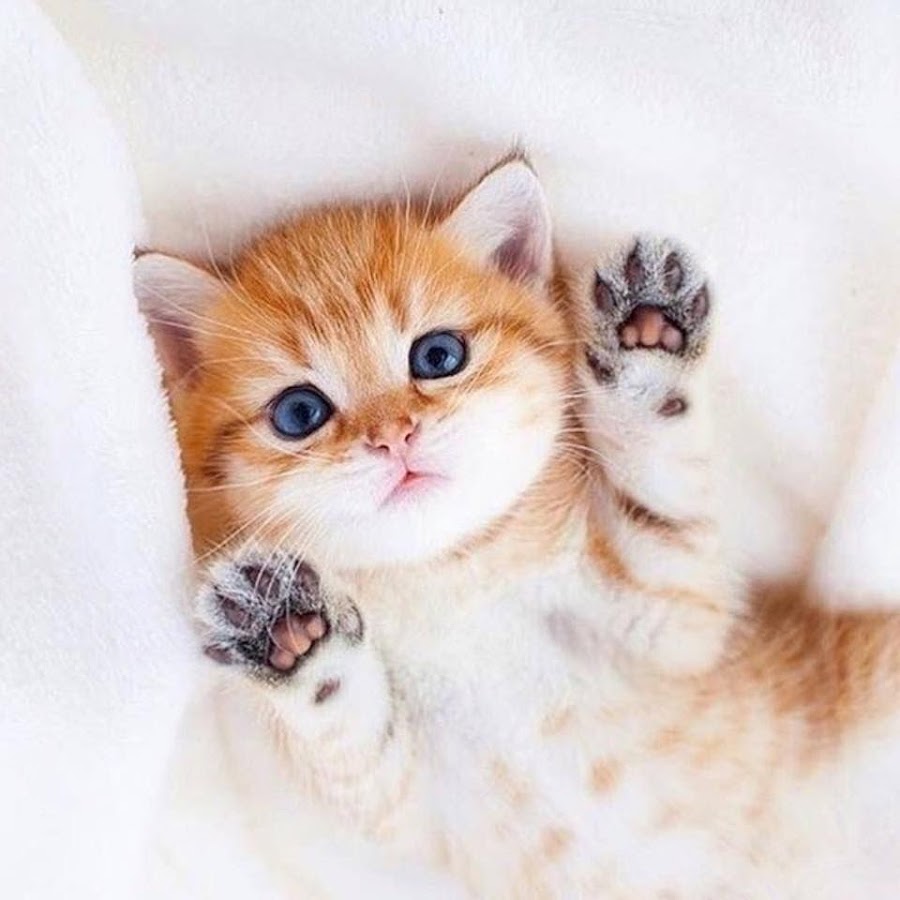 Нежные котята
