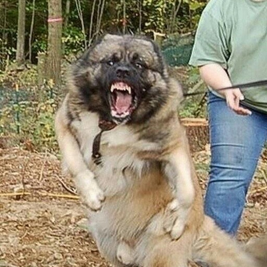 Кавказская овчарка газинур. Кавказская овчарка 200кг. Хозяин кавказец. Хозяин кавказец. Евгения маныкина кавказская овчарка мощь и бесстрашие.