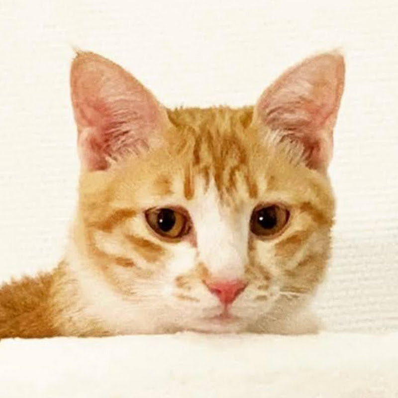 傲嬌爸的養貓日常 - 網紅的藏寶箱 