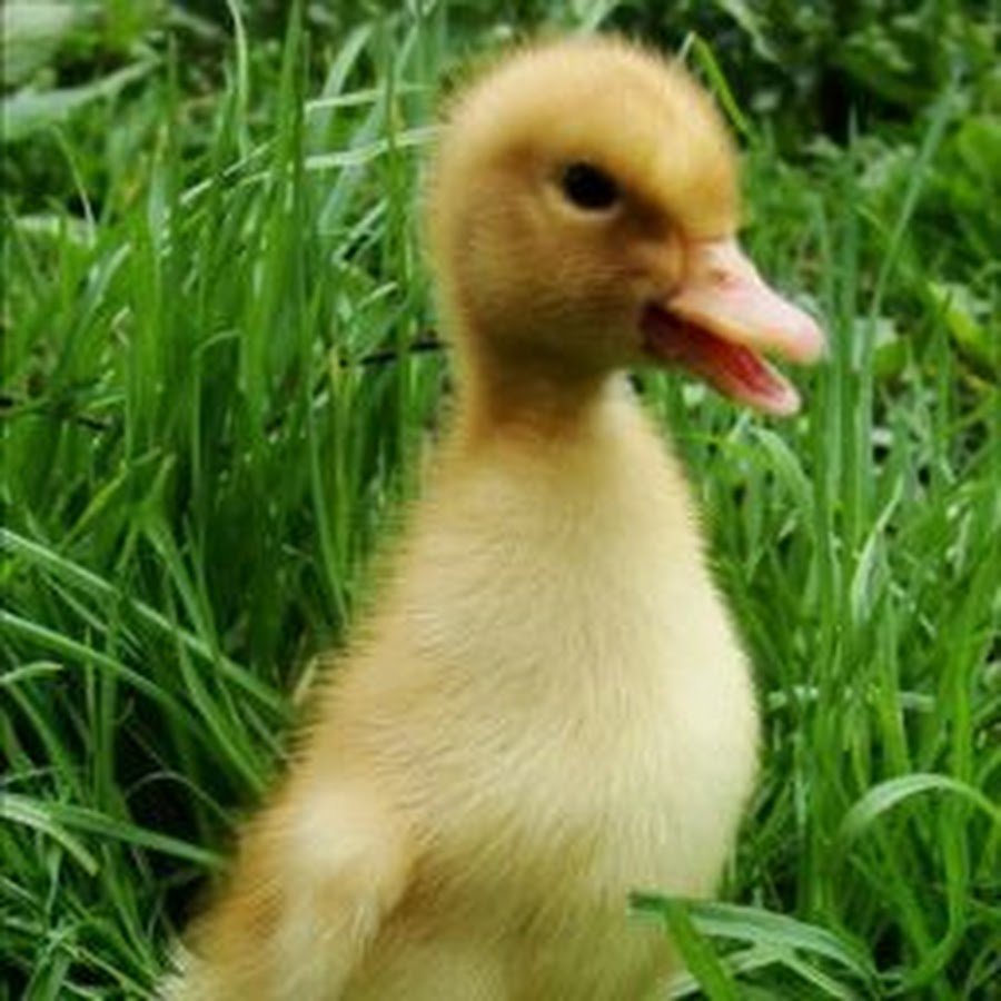 видео про уточку. видео про уточку. дикая утка кряква. дикие утки. дивногорск утки.