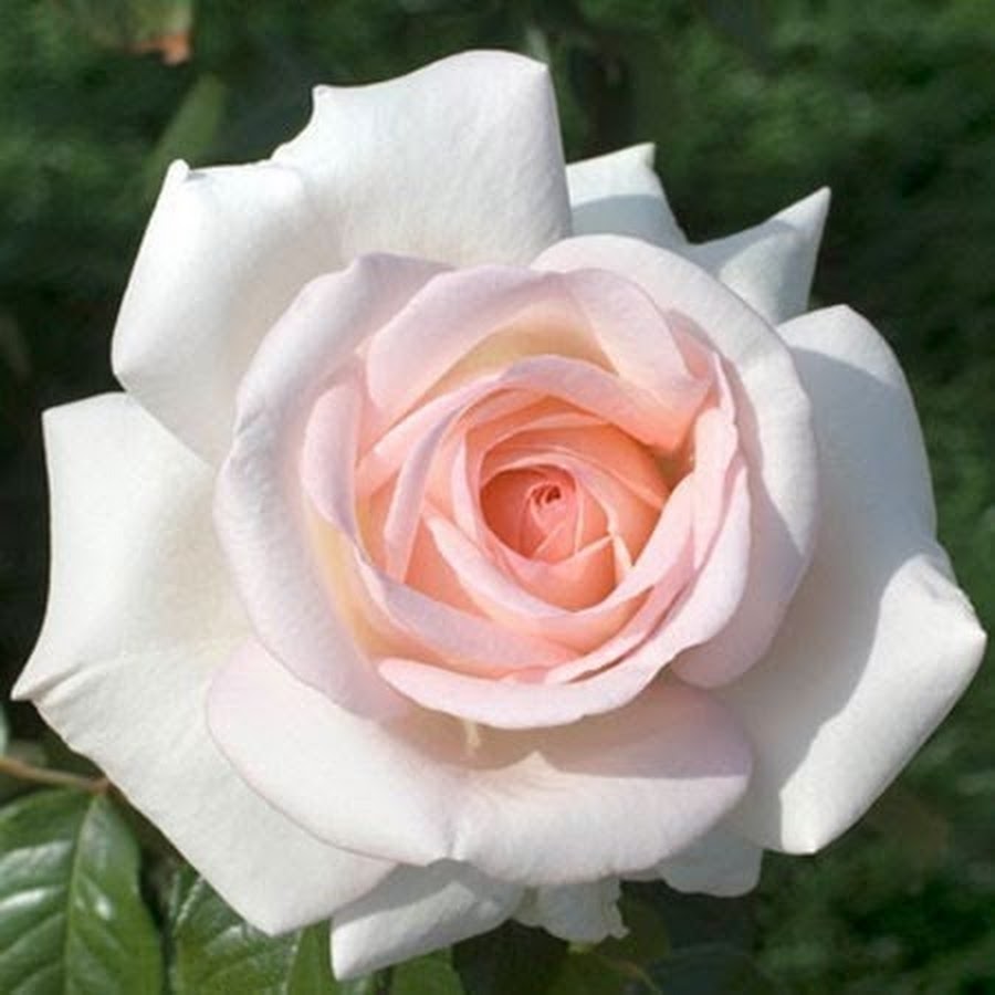 Prince jardinier Александр Пушкин роза