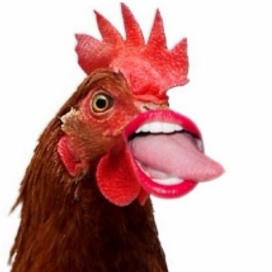 Танцующая курица. Общипанная курица. Общипанный петух. Курица. Техно курица видео.