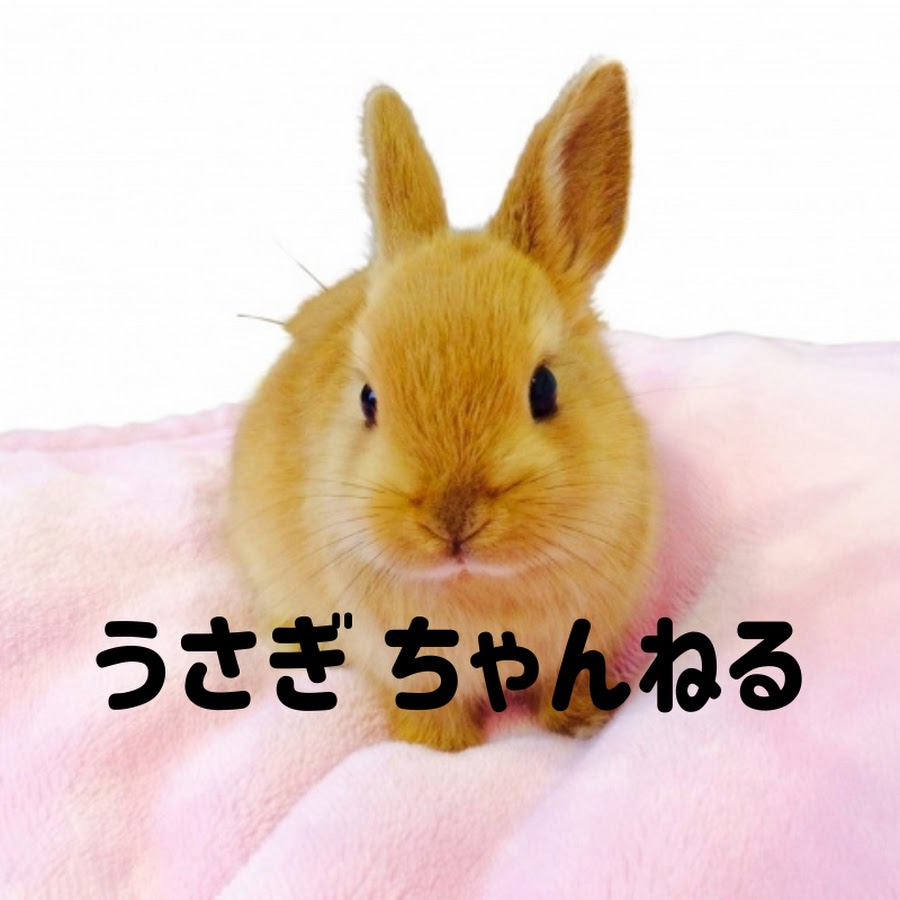 うさぎちゃんねる Youtube