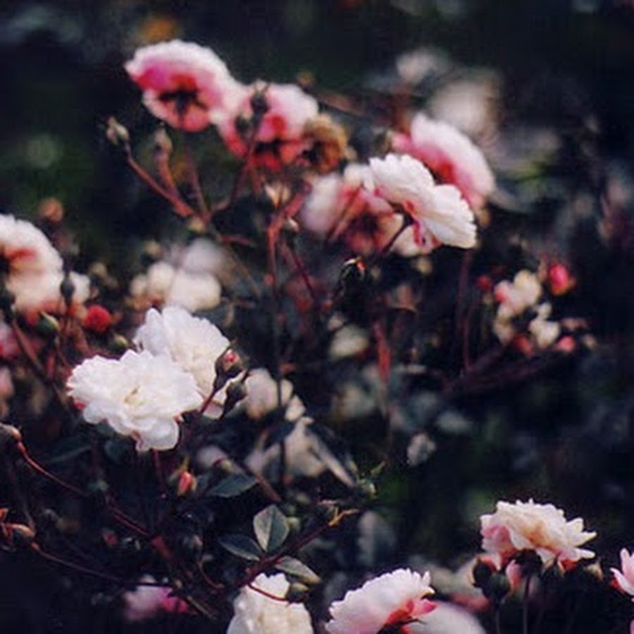 Евгений руднев и камилла коробейникова. Я без тебя пустота. Вместо взгляда в глаза только звуки голоса. Нежная любовь. Девушка думает о мужчине.