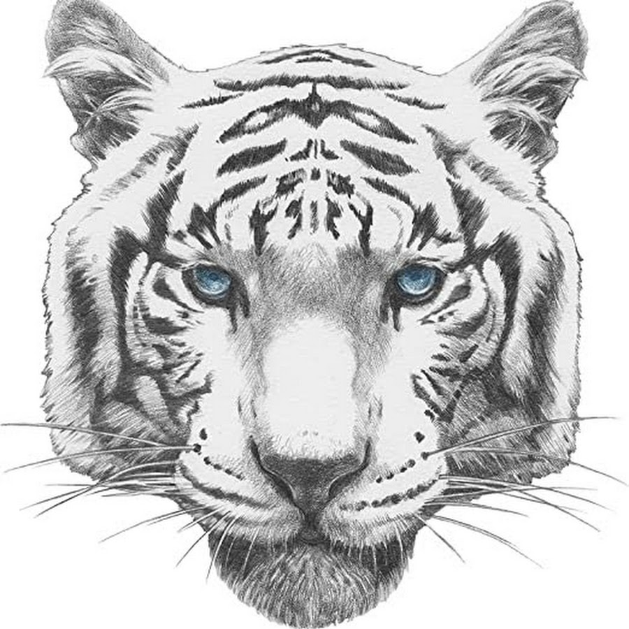 Тигр рисунок оригинальный