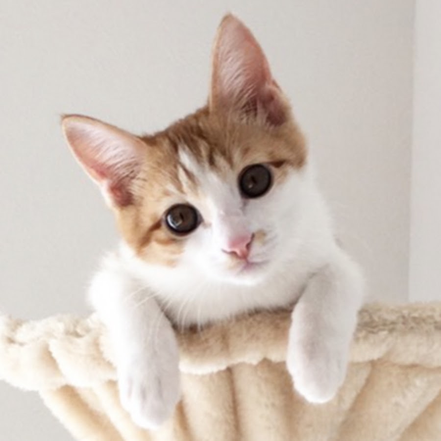 甘える茶トラ白猫 こむぎ日記 Youtube