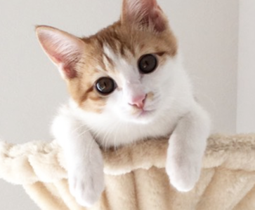 √70以上 茶トラ 白い 猫 種類 166888