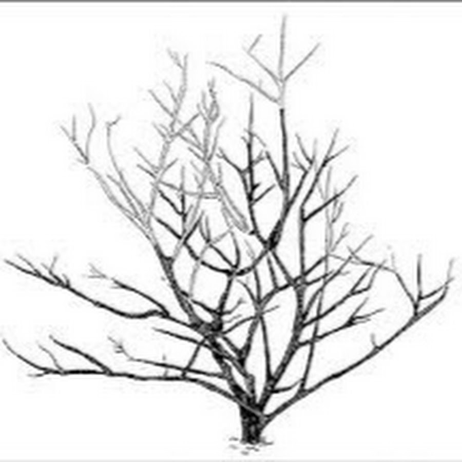 Кустарник рисунок карандашом 2 класс