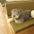 dog hot
