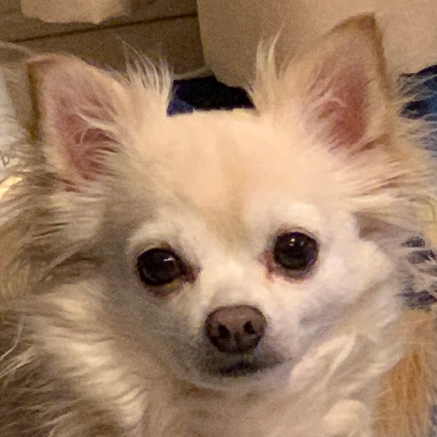 チワワ犬ペス Youtube